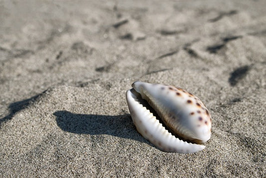 Le Coquillage Cauris à travers l'histoire de la Caraïbe